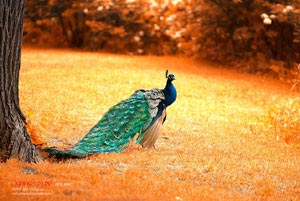 个体户营业执照变更地址网上申请，个体户营业执照地址变更网上办理流程